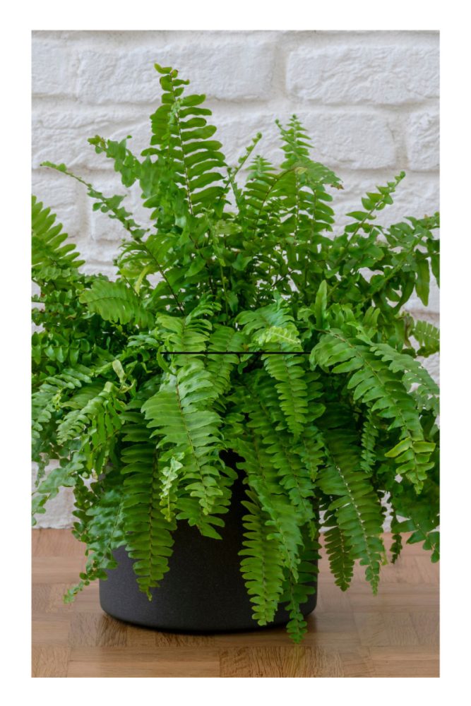 PLANTS FOR LIVING WALLS (1)