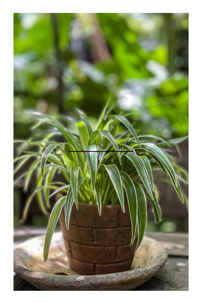 PLANTS FOR LIVING WALLS (2)