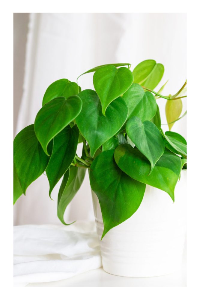 PLANTS FOR LIVING WALLS (3)