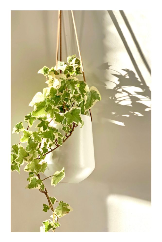 PLANTS FOR LIVING WALLS (4)