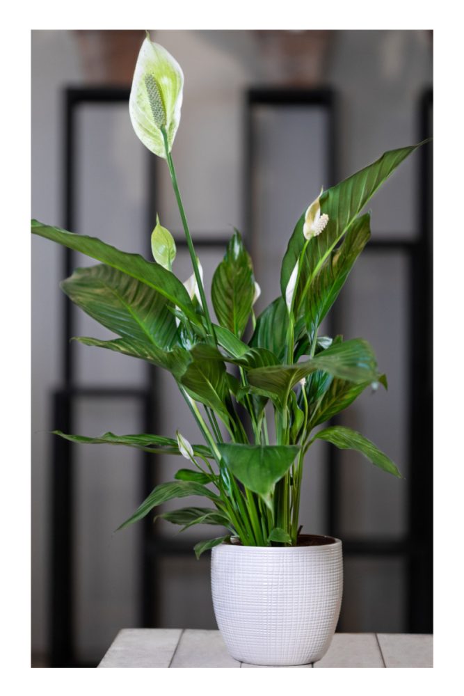 PLANTS FOR LIVING WALLS (5)