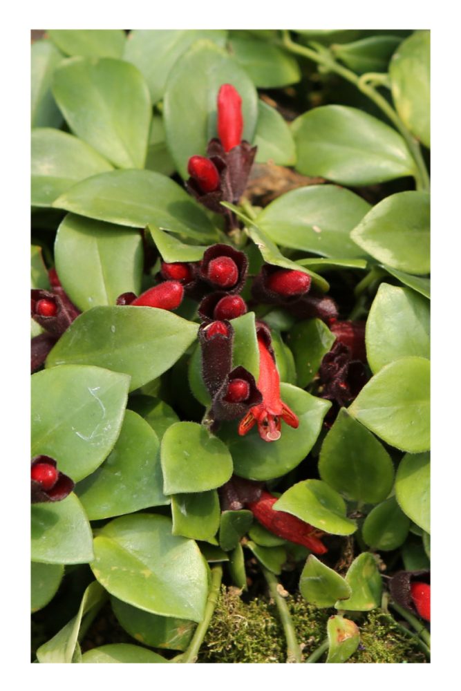 PLANTS FOR LIVING WALLS (6)