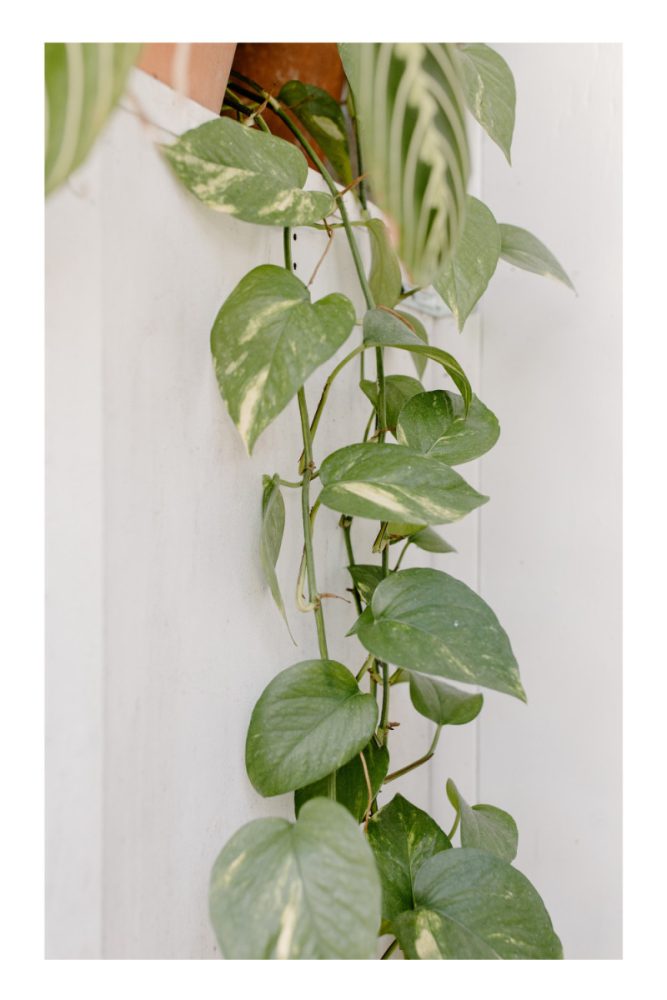 PLANTS FOR LIVING WALLS