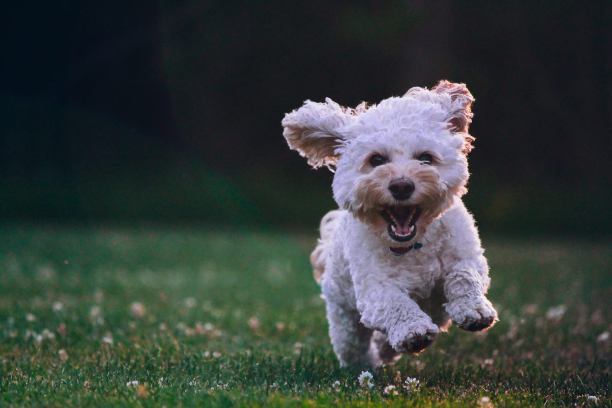 dog friendly backyard ideas on a budget 2 scaled
