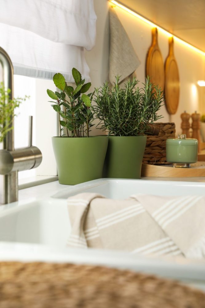 organic modern herb garden