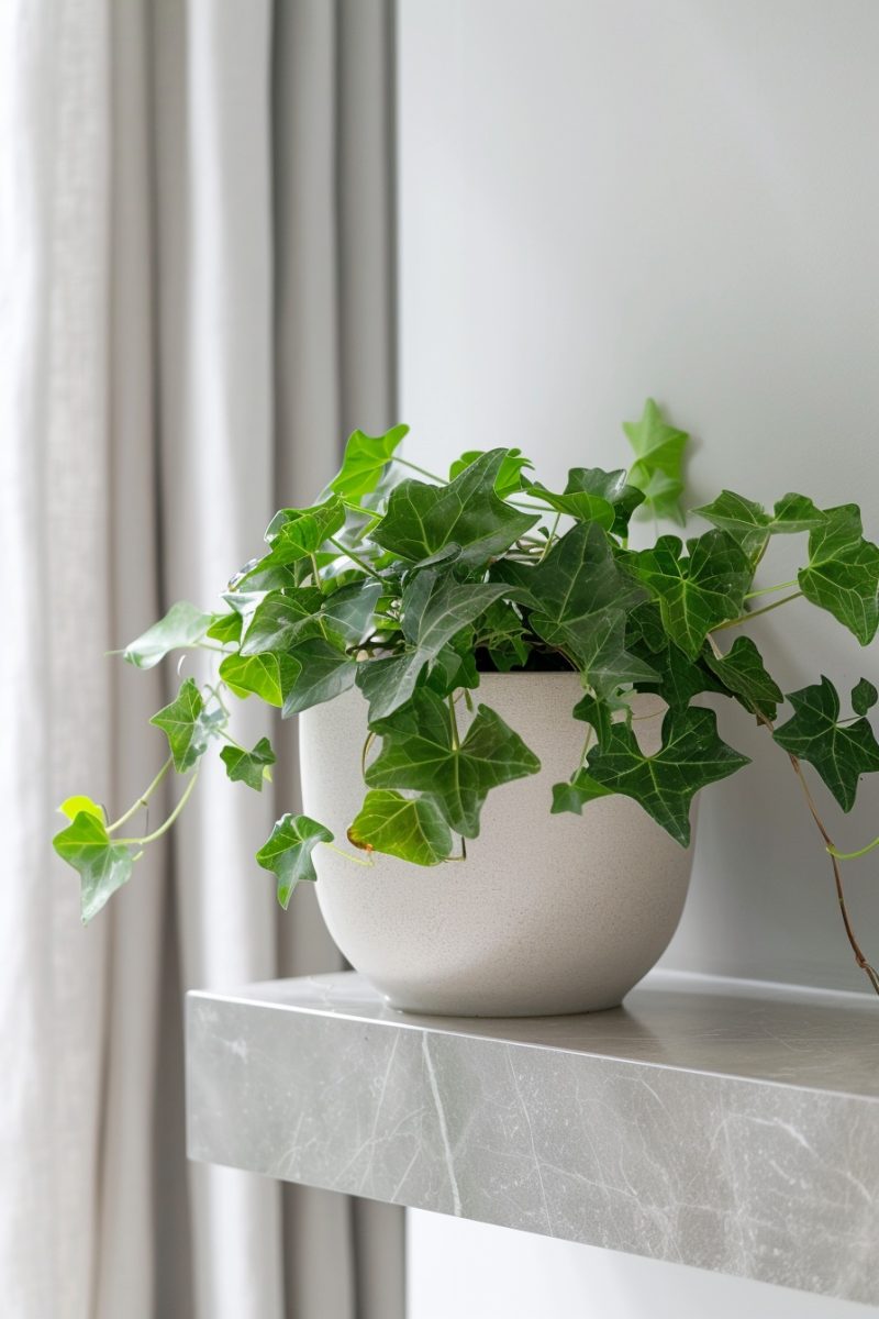 ENGLISH IVY BEST INDOOR PLANTS