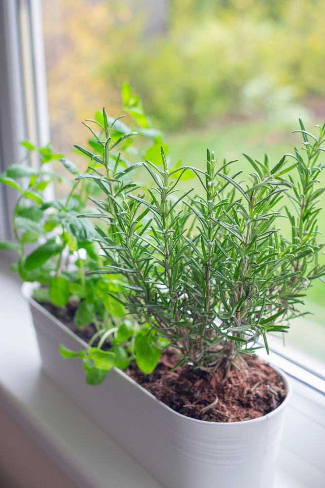 Fresh,Basil,,Mint,And,Rosemary,Are,Growing,In,A,Large