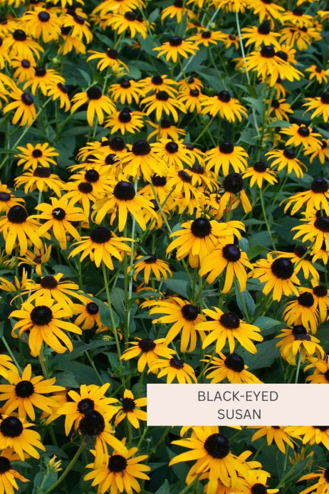 Black Eyed Susan 20 Full Sun Perennial Flowers