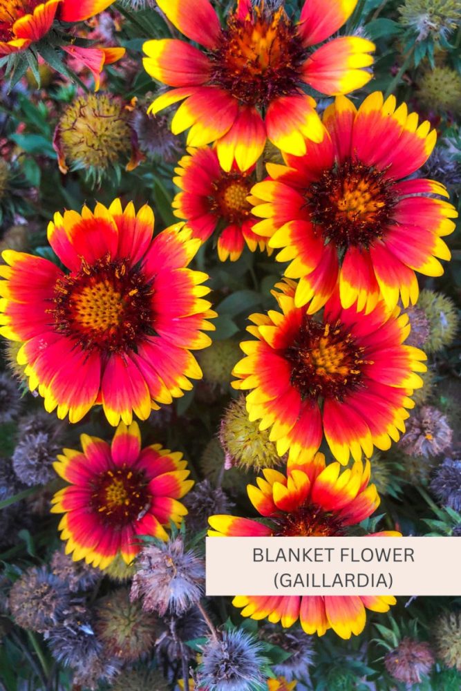 Blanket Flower (Gaillardia) 20 Full Sun Perennial Flowers