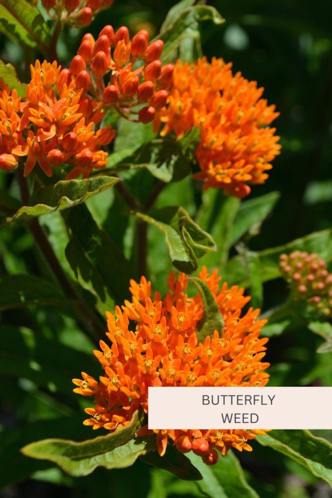 Butterfly Weed 20 Full Sun Perennial Flowers