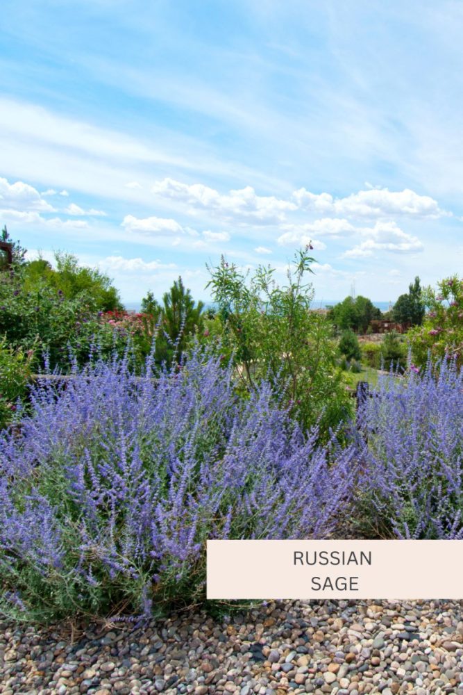 Russian Sage 20 Full Sun Perennial Flowers