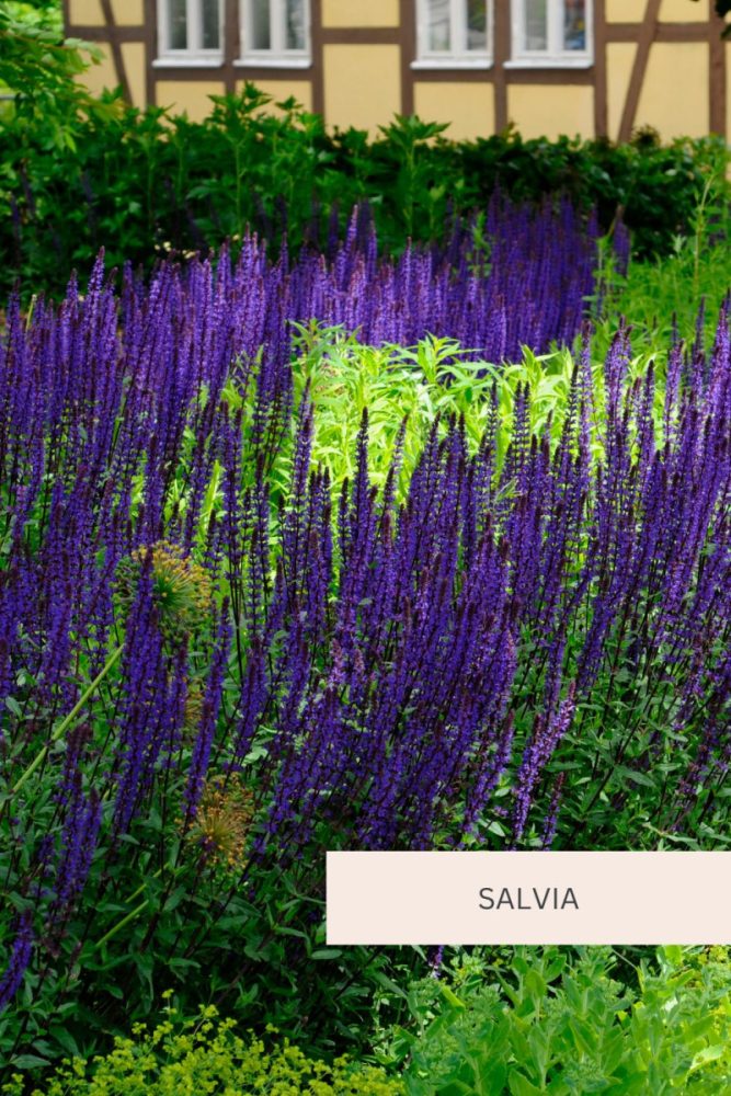 Salvia 20 Full Sun Perennial Flowers