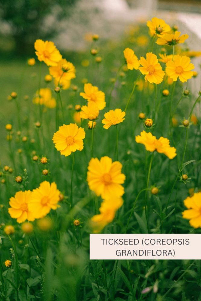 Tickseed (Coreopsis grandiflora) 20 Full Sun Perennial Flowers