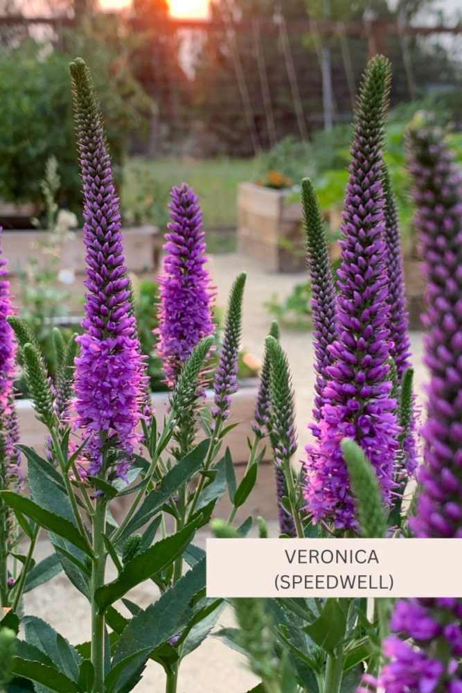 Veronica (Speedwell) 20 Full Sun Perennial Flowers