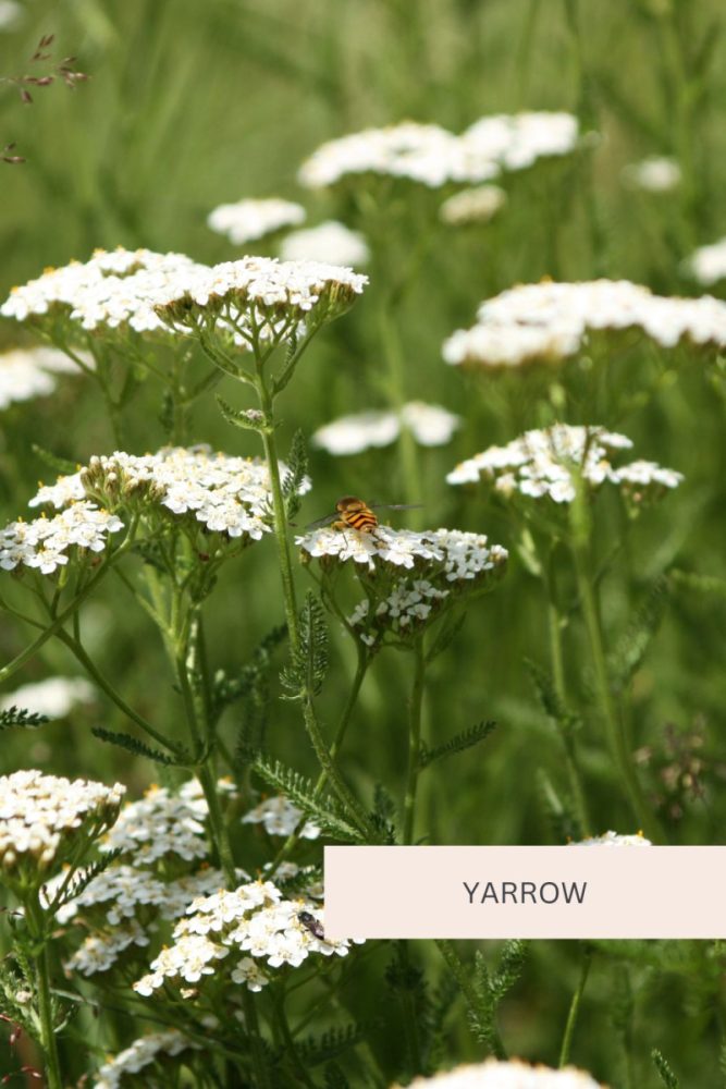 Yarrow 20 Full Sun Perennial Flowers
