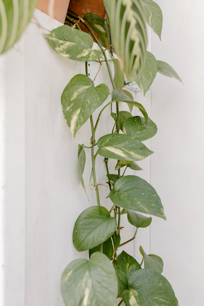 A vibrant Devil's Ivy plant climbing a white wall with lush green leaves.
