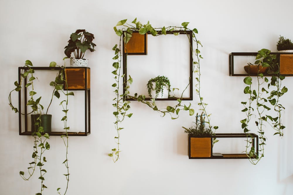 Elegant indoor plant wall display with hanging ivy and wooden shelves for stylish home decor.