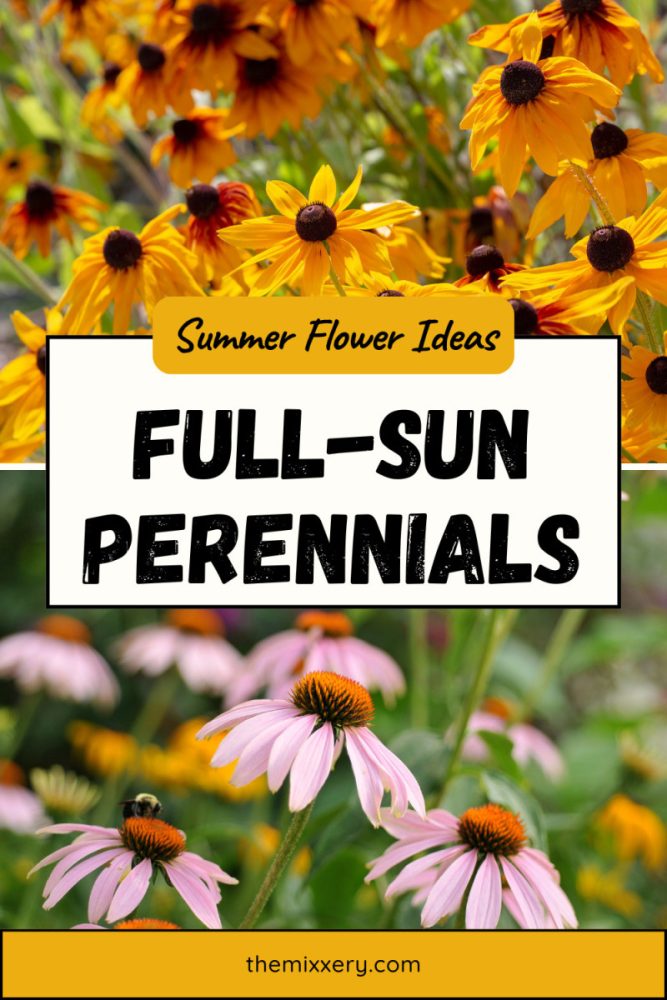 full sun perennial flowers