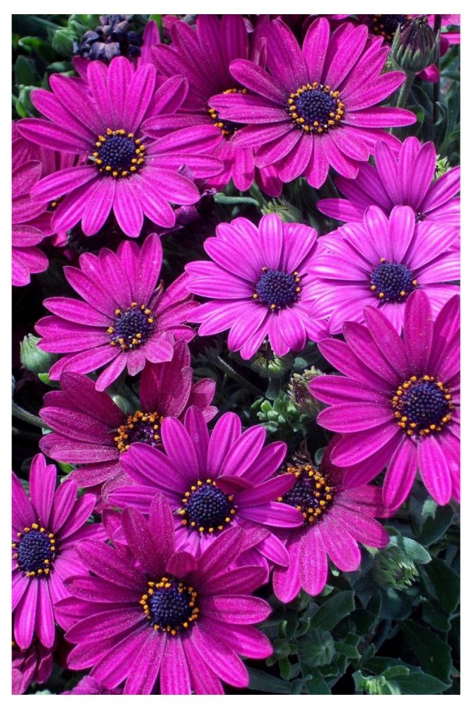 African Daisy Long Lasting Flowers to Add to Your Window Boxes This Spring