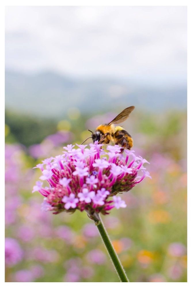 Bee Friendly Corner Summer Flower Garden Ideas That’ll Make Your Yard Look Effortless