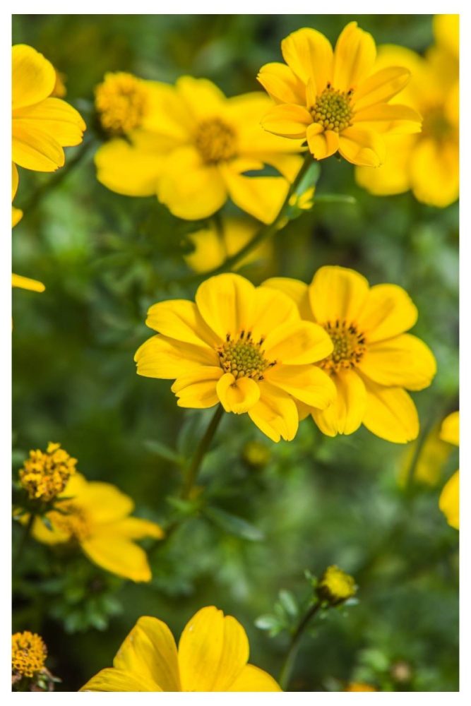 Bidens Long Lasting Flowers to Add to Your Window Boxes This Spring