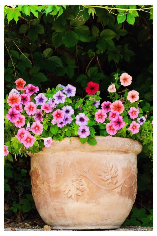 Big Pots Overflowing with Petunias Summer Flower Garden Ideas That’ll Make Your Yard Look Effortless