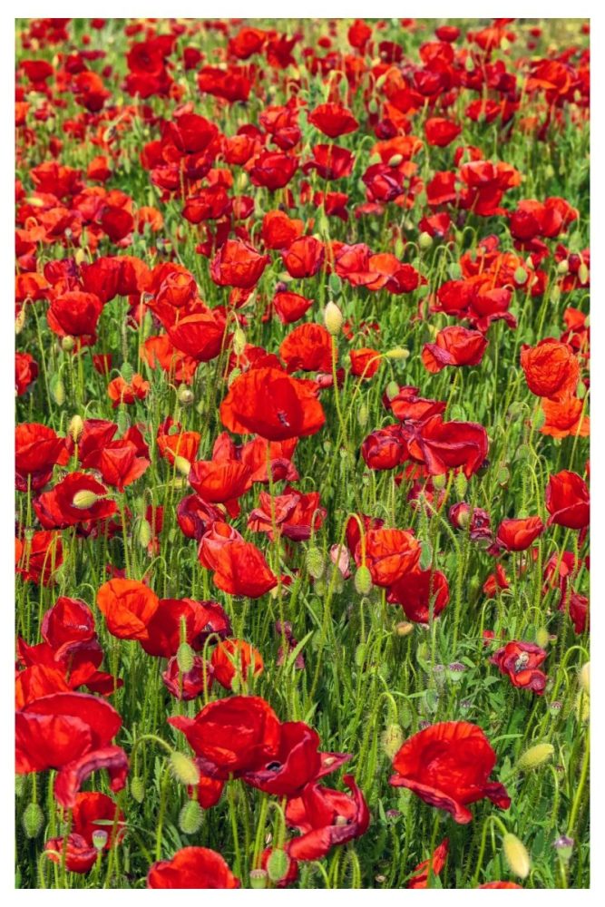 Bold Red Poppies in Random Spots Summer Flower Garden Ideas That’ll Make Your Yard Look Effortless