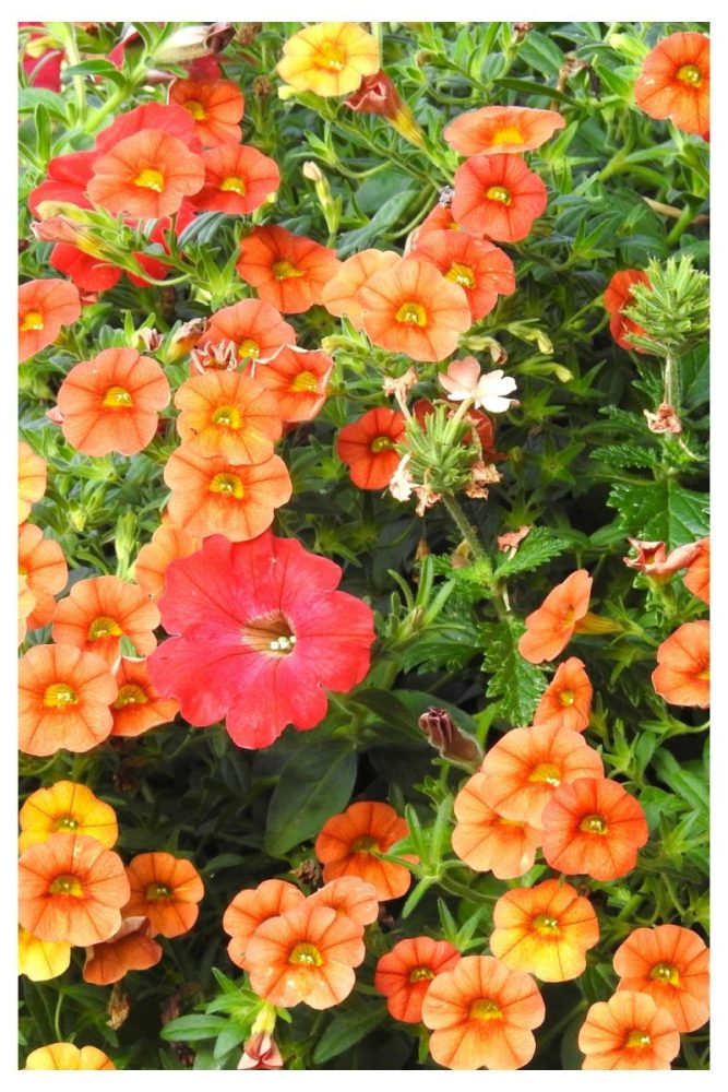 Calibrachoa Long Lasting Flowers to Add to Your Window Boxes This Spring