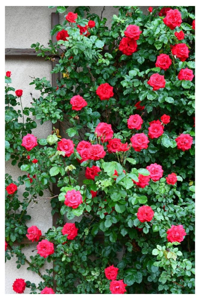 Climbing Roses on Literally Everything Summer Flower Garden Ideas That’ll Make Your Yard Look Effortless