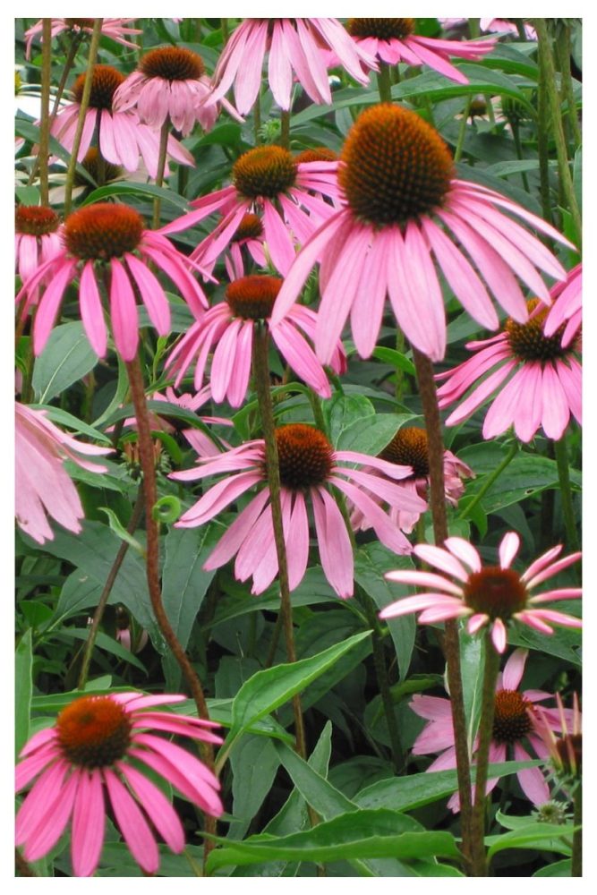 Coneflowers bright flowers for summer