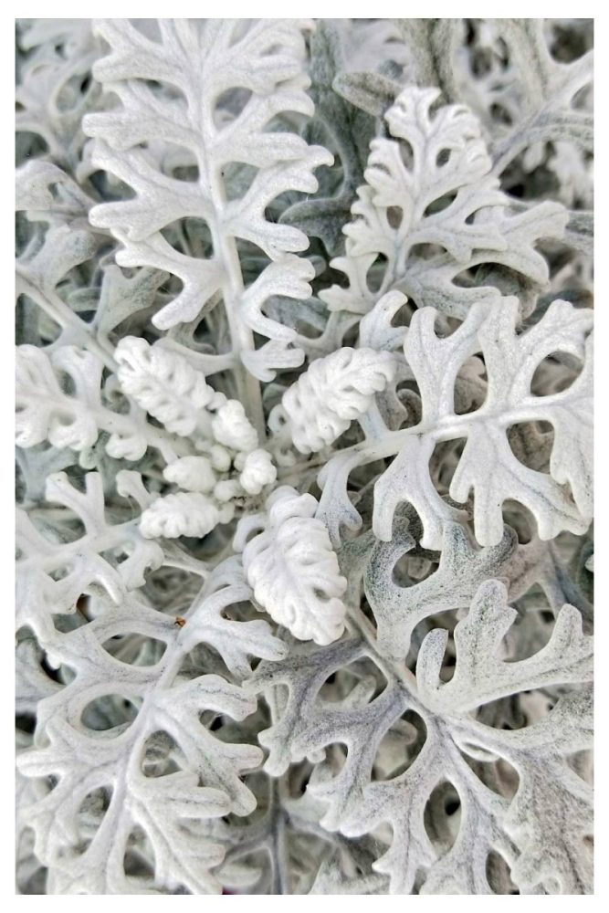 Dusty Miller Long Lasting Flowers to Add to Your Window Boxes This Spring