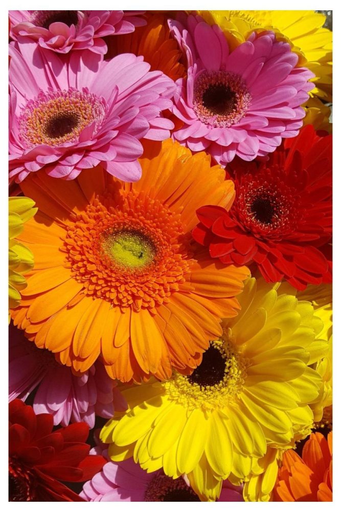 Gerbera Daisies bright flowers for summer