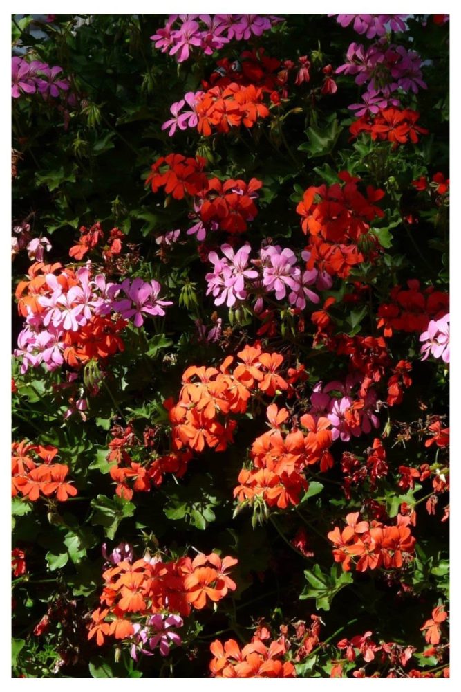 Ivy Geraniums Long Lasting Flowers to Add to Your Window Boxes This Spring