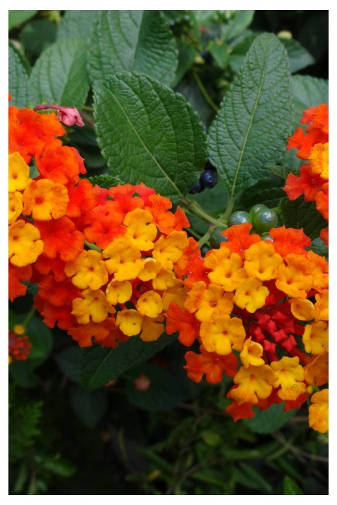 Lantana bright flowers for summer