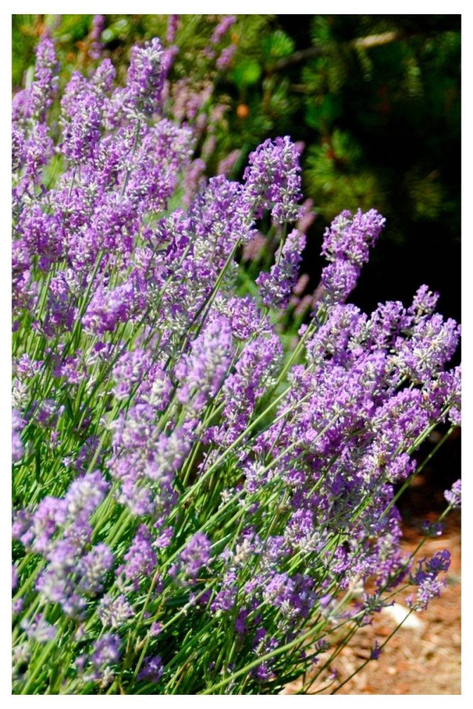Lavender Lining a Gravel Path Summer Flower Garden Ideas That’ll Make Your Yard Look Effortless