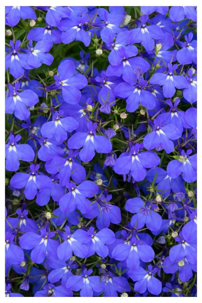 Lobelia Long Lasting Flowers to Add to Your Window Boxes This Spring