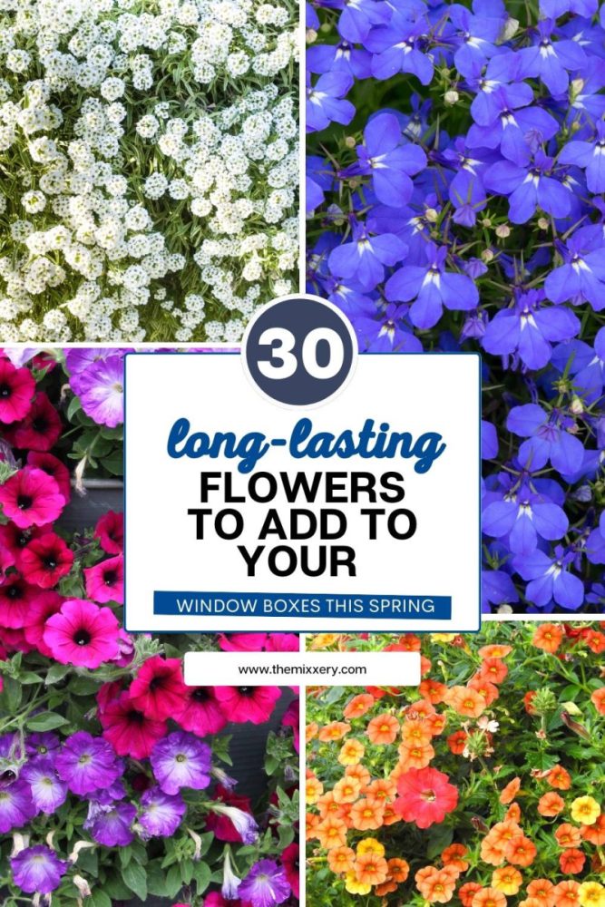 Long Lasting Flowers to Add to Your Window Boxes This Spring