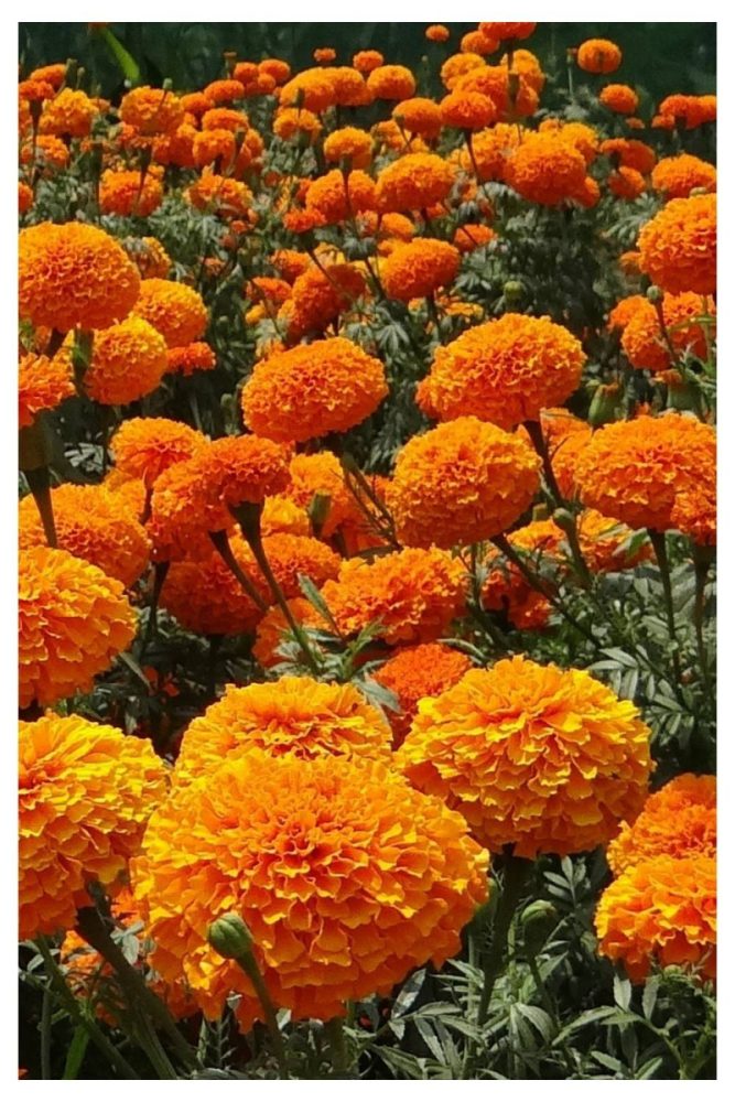 Marigold Monochrome Moment Summer Flower Garden Ideas That’ll Make Your Yard Look Effortless