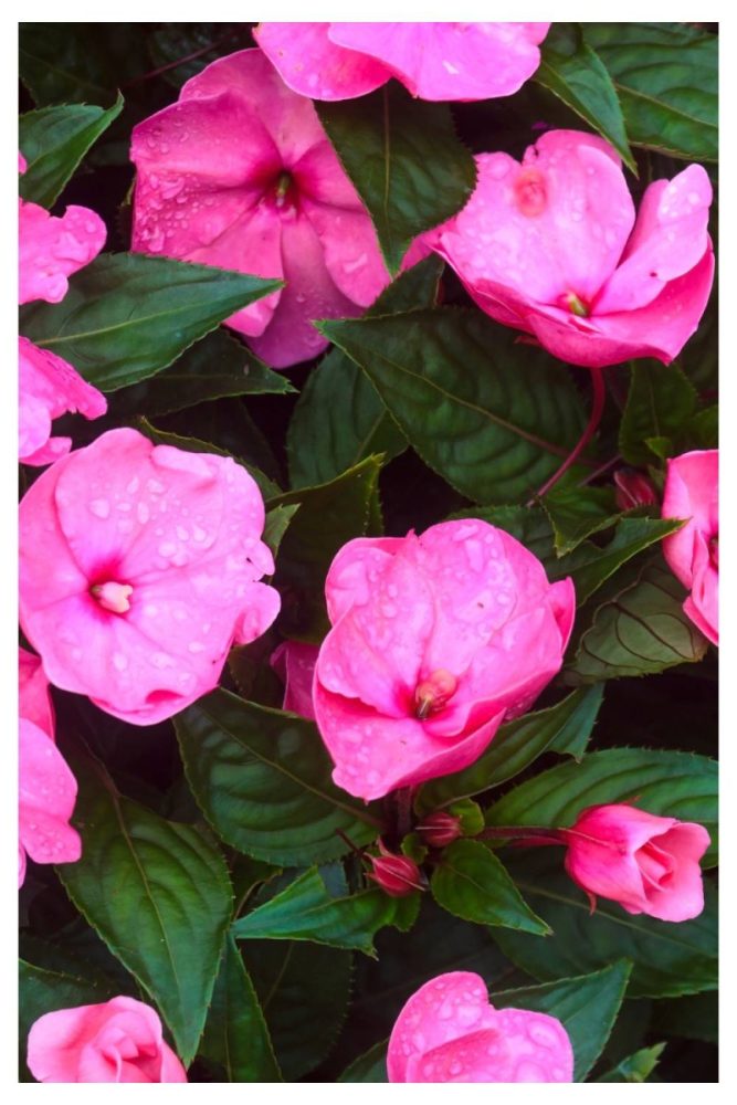 New Guinea Impatiens Long Lasting Flowers to Add to Your Window Boxes This Spring