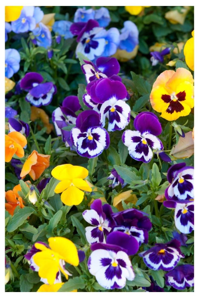 Pansies Long Lasting Flowers to Add to Your Window Boxes This Spring