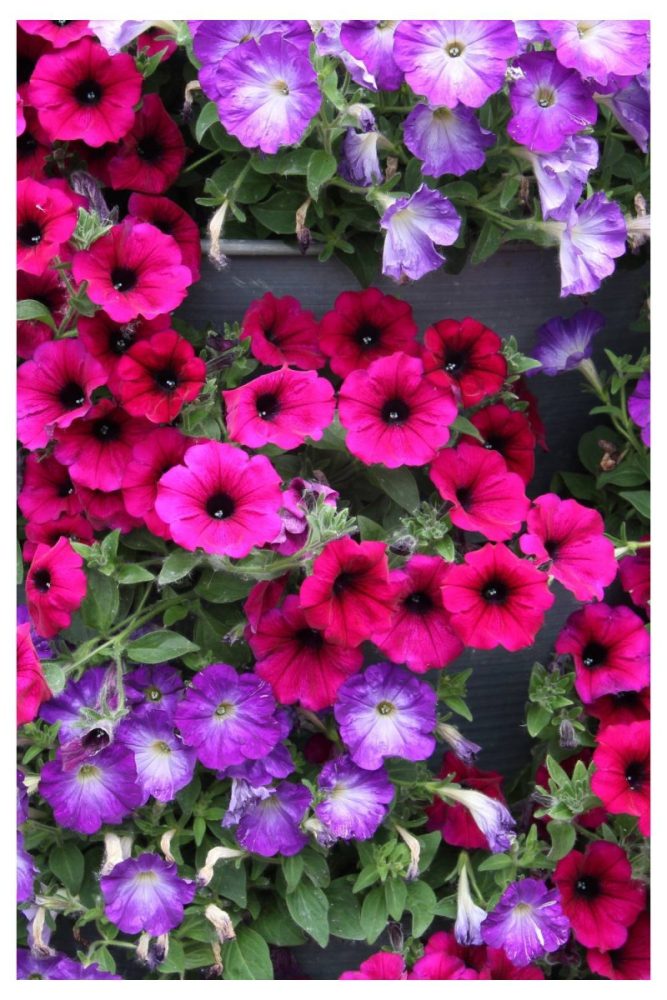 Petunias Long Lasting Flowers to Add to Your Window Boxes This Spring