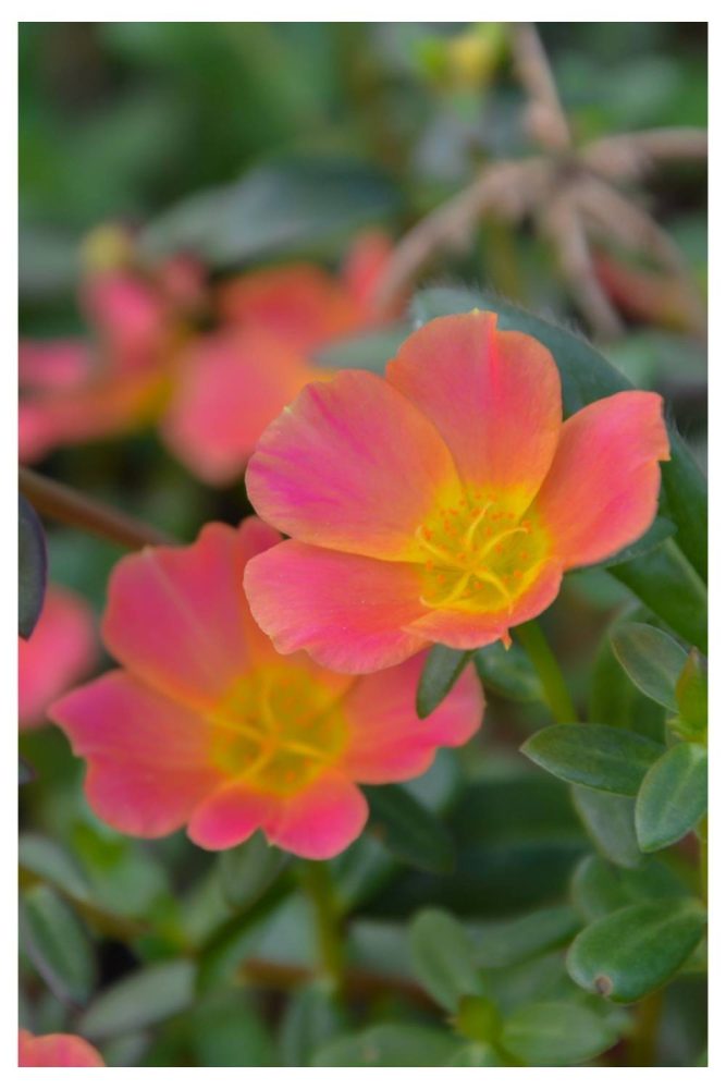 Portulaca bright flowers for summer