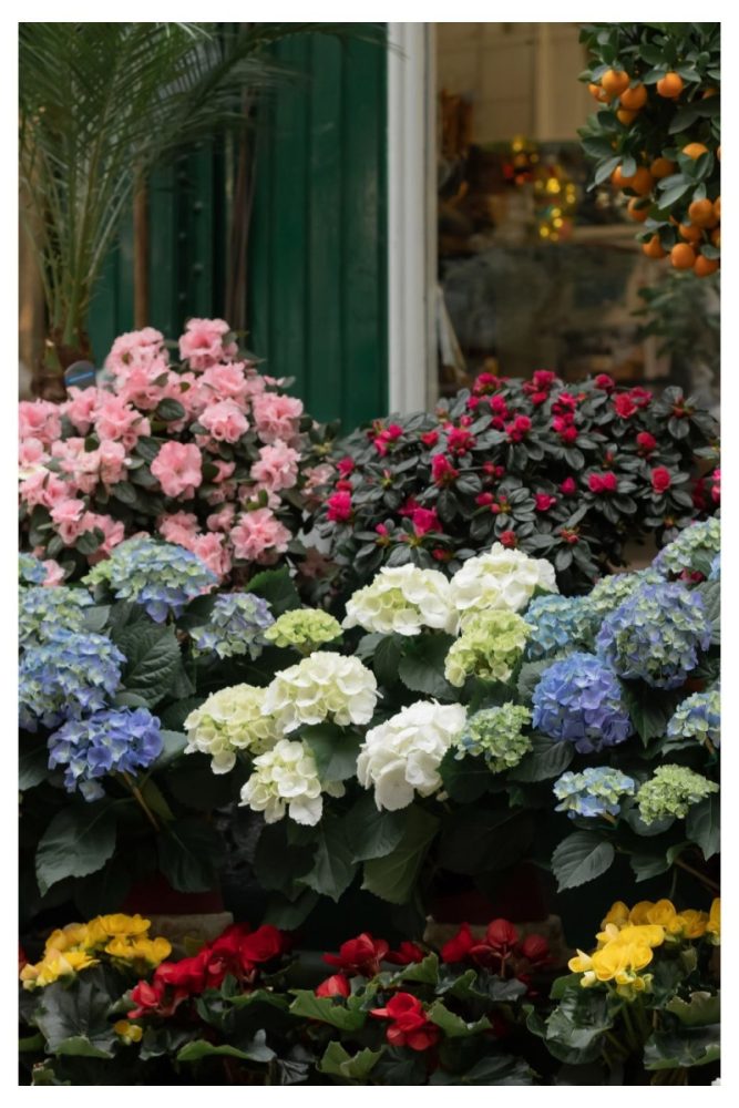 Potted Hydrangeas for Instant Romance Front Porch Flower Ideas That Basically Feel Like a Welcome Hug