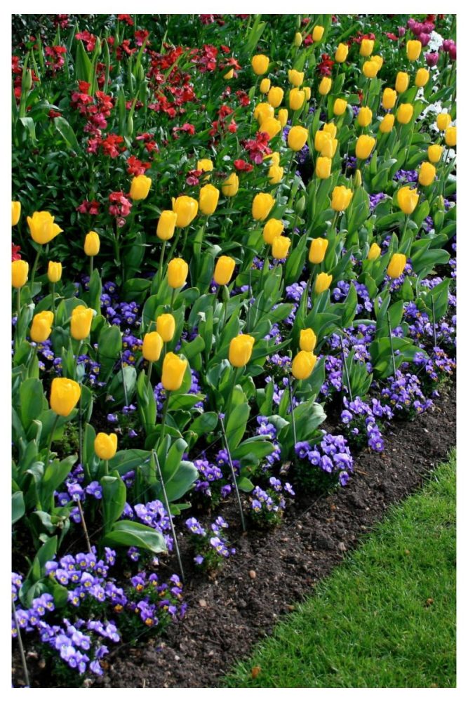 Raised Beds with Strategic Color Blocking Summer Flower Garden Ideas That’ll Make Your Yard Look Effortless