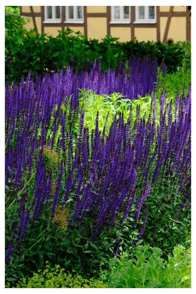 Salvia Long Lasting Flowers to Add to Your Window Boxes This Spring