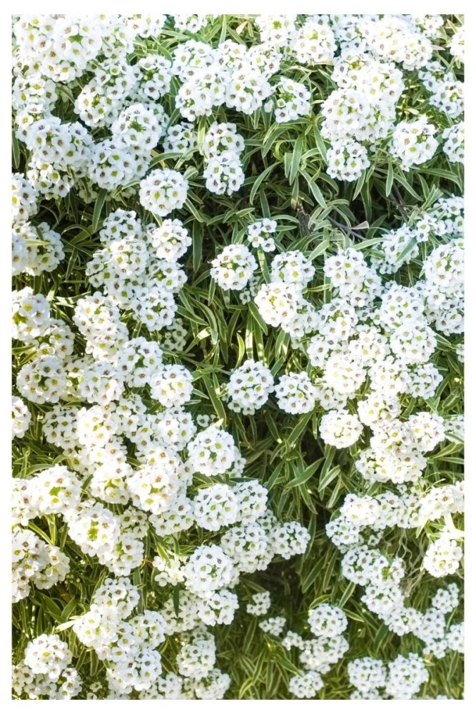 Sweet Alyssum Long Lasting Flowers to Add to Your Window Boxes This Spring