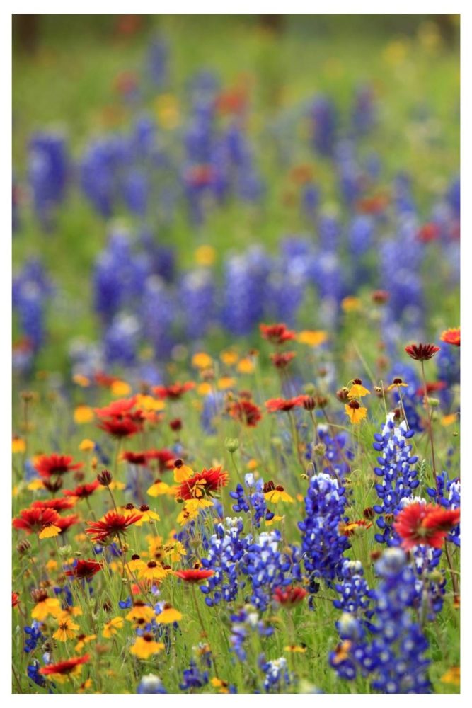 Wildflower Border Chaos Summer Flower Garden Ideas That’ll Make Your Yard Look Effortless
