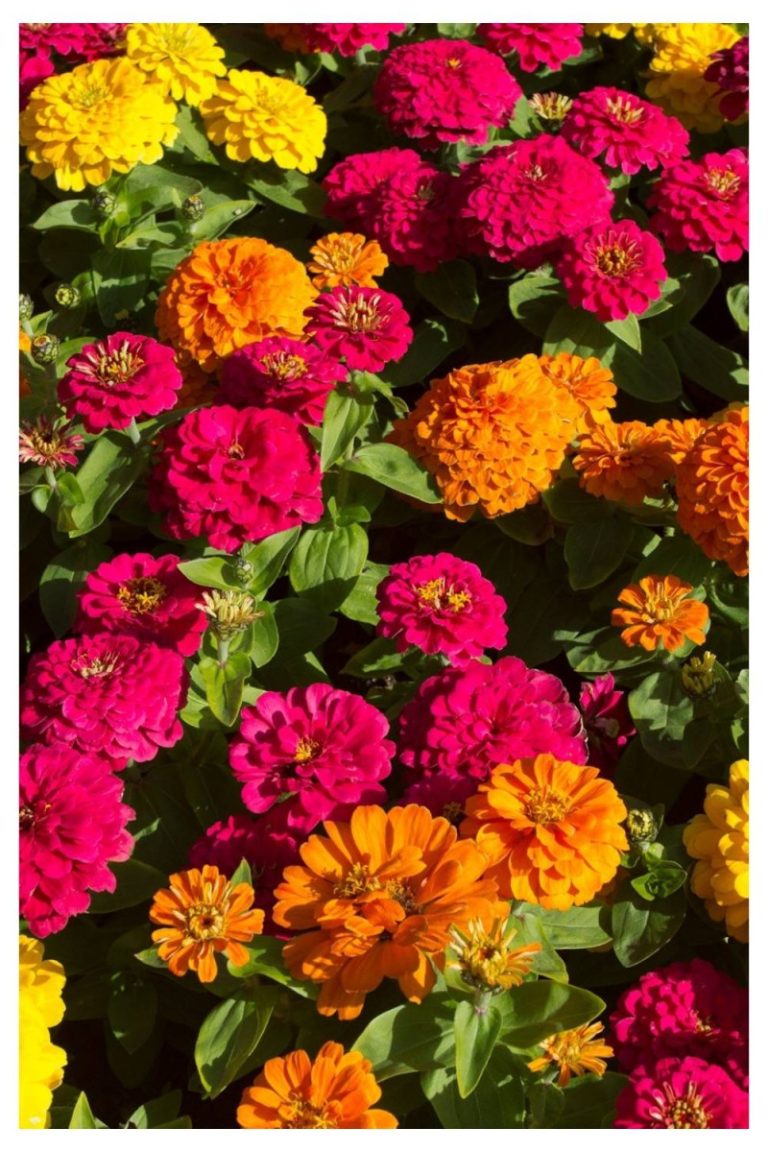 Zinnias Long Lasting Flowers to Add to Your Window Boxes This Spring