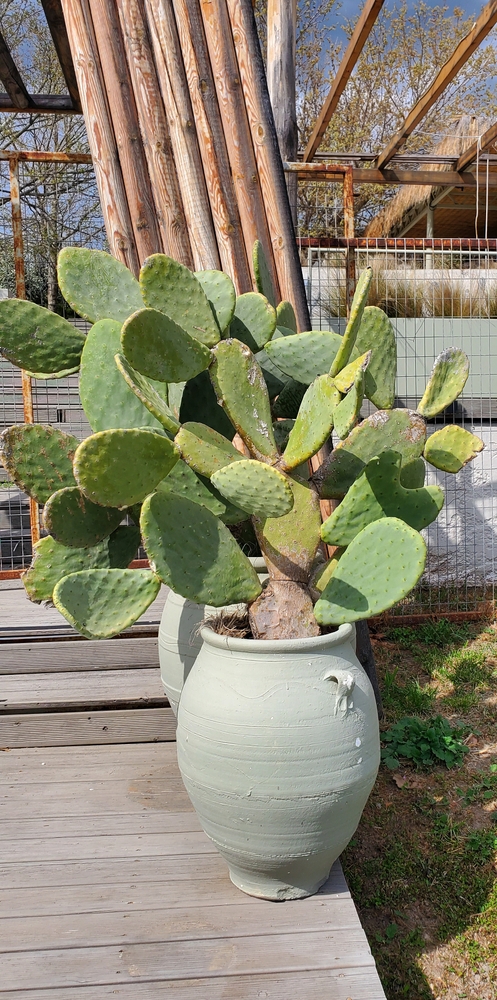 Large,Cacti,Grow,In,Flower,Pots,On,The,Porch,Of