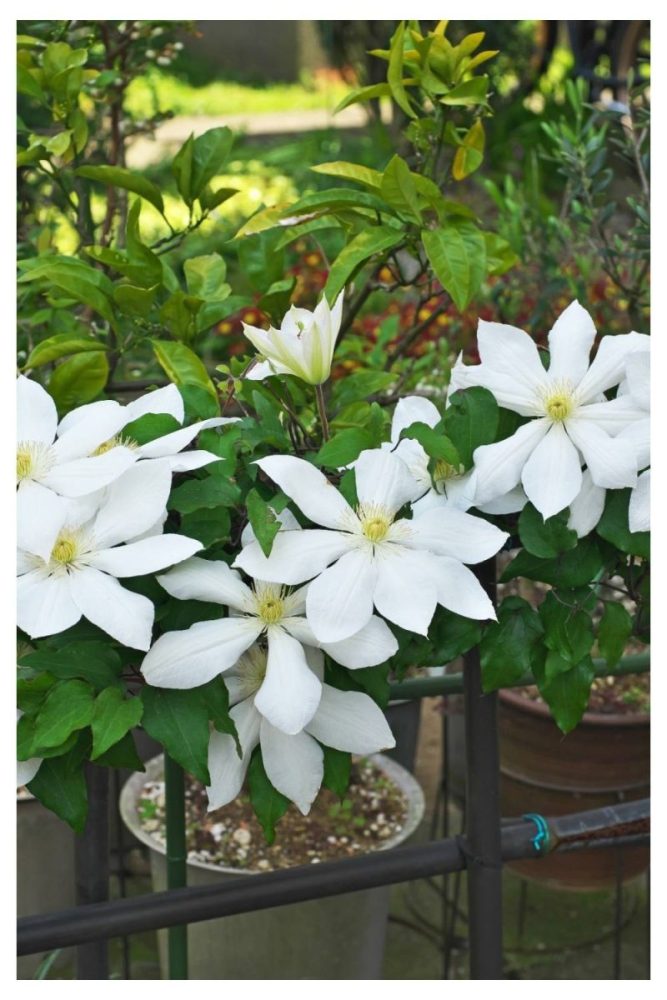 Archway Covered in White Clematis white flower garden ideas